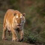 Why a rare ‘golden’ tiger photographed in India.